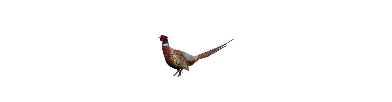 Oiseaux d'ornement