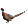 Oiseaux d'ornement