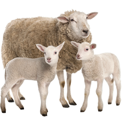 Moutons & chèvres