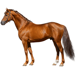 Chevaux