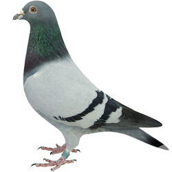 PIGEONS