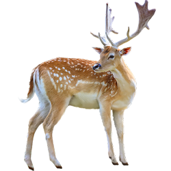 Autres Animaux
