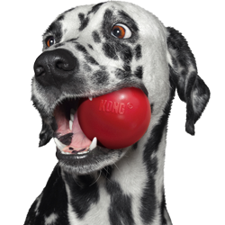 Chiens
