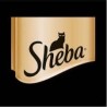 Sheba