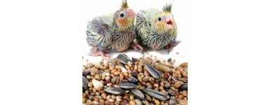  Alimentation 