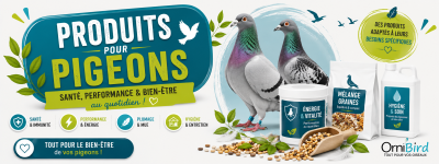  Pigeons 