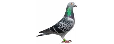  Pigeons 