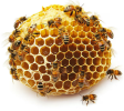  Apiculture 