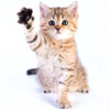  Chats 