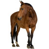  Chevaux 