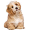  Chiens 