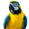  Oiseaux 