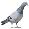  Pigeons 