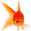  Poissons 
