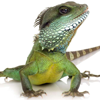  Reptiles 